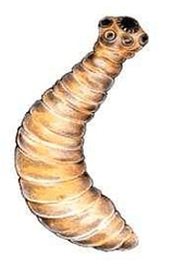ehinokok