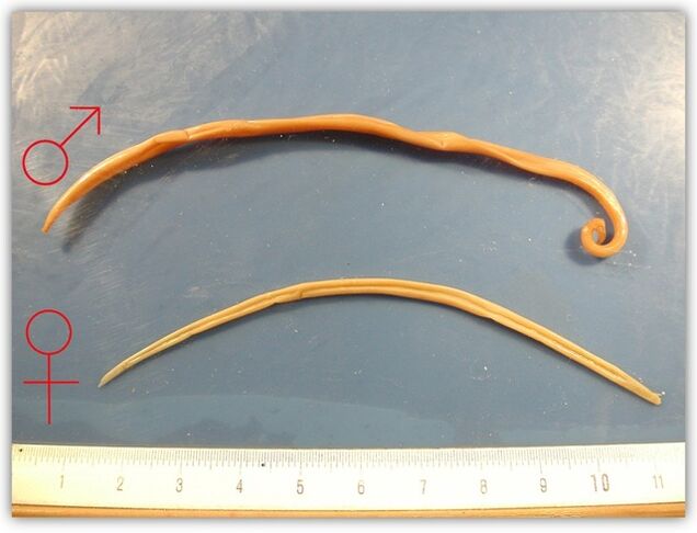 kako izgledaju valjkasti crvi