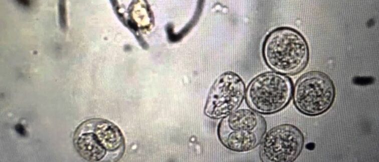 stanice parazita protozoa